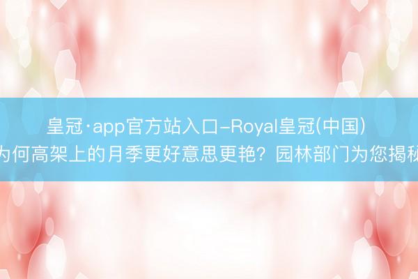 皇冠·app官方站入口-Royal皇冠(中国) 为何高架上的月季更好意思更艳?园林部门为您揭秘